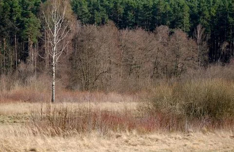 Mixed Forest in Early Spring with Evergreen and Bare Deciduous Trees Stock Photos