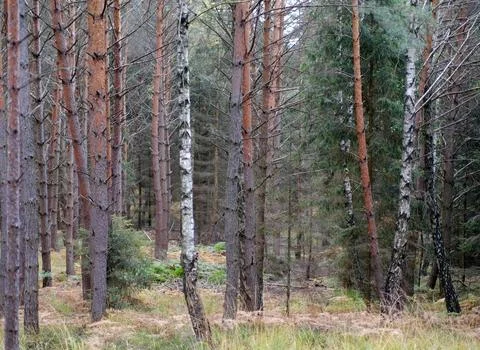 Mixed Forest in Early Spring with Evergreen and Bare Deciduous Trees Stock Photos