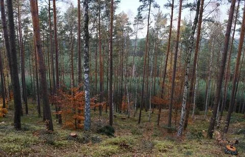 Mixed Forest in Early Spring with Evergreen and Bare Deciduous Trees Stock Photos