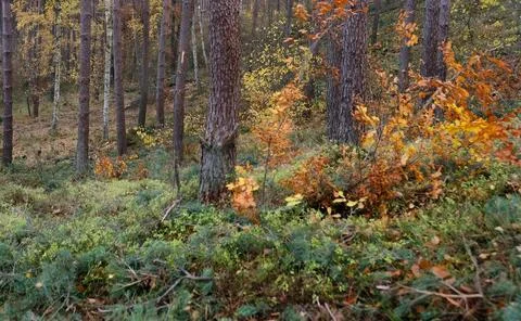 Mixed Forest in Early Spring with Evergreen and Bare Deciduous Trees Stock Photos
