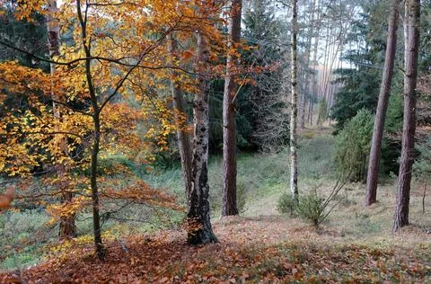 Mixed Forest in Early Spring with Evergreen and Bare Deciduous Trees Stock Photos