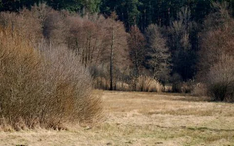 Mixed Forest in Early Spring with Evergreen and Bare Deciduous Trees Stock Photos