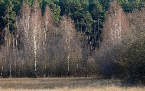 Mixed Forest in Early Spring with Evergreen and Bare Deciduous Trees Stock Photos