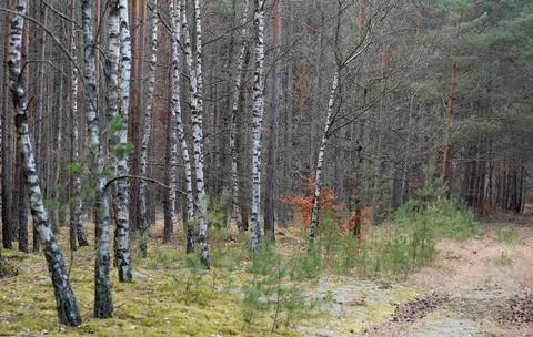 Mixed Forest in Early Spring with Evergreen and Bare Deciduous Trees Stock Photos