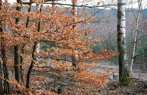 Mixed Forest in Early Spring with Evergreen and Bare Deciduous Trees Stock Photos