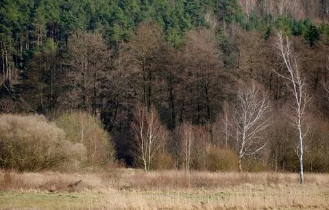 Mixed Forest in Early Spring with Evergreen and Bare Deciduous Trees Stock Photos