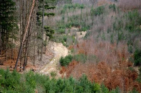 Mixed Forest in Early Spring with Evergreen and Bare Deciduous Trees Stock Photos