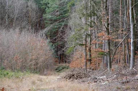 Mixed Forest in Early Spring with Evergreen and Bare Deciduous Trees Stock Photos