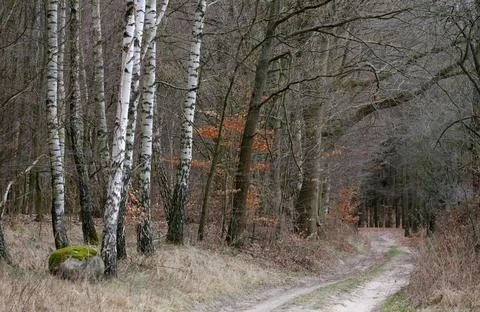 Mixed Forest in Early Spring with Evergreen and Bare Deciduous Trees Stock Photos
