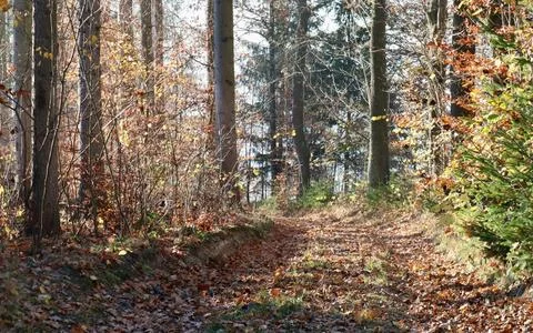 Mixed Forest in Early Spring with Evergreen and Bare Deciduous Trees Stock Photos