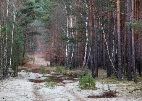 Mixed Forest in Early Spring with Evergreen and Bare Deciduous Trees Stock Photos