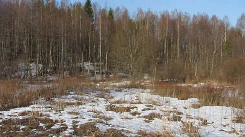 Mixed forest, the end of winter Vídeo Stock 35584555
