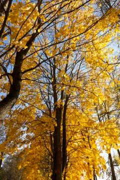 Mixed forest , fall foliage Stock Photos