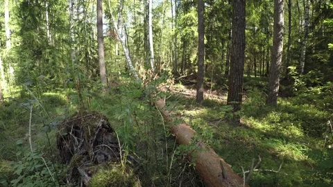 Mixed forest. Fallen Tree Stock Footage 81717977