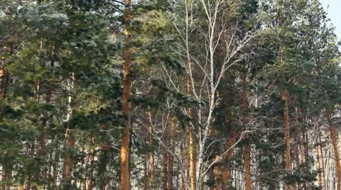 Mixed forest Stock Footage 10304940