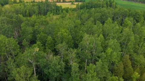 Mixed forest Stock Footage 92036139