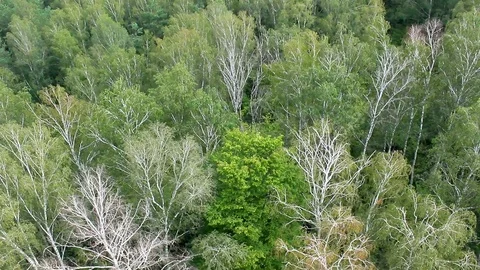 Mixed forest  Stockbeeldmateriaal 101295699