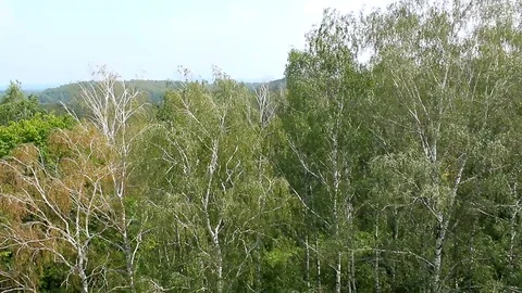 Mixed forest  Stock Footage 101295802