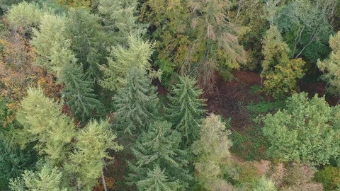 Mixed forest Stock Footage 119237745