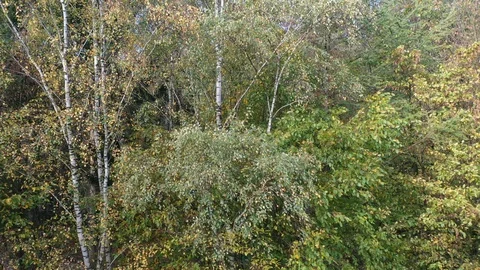 Mixed forest Stock Footage 119357964