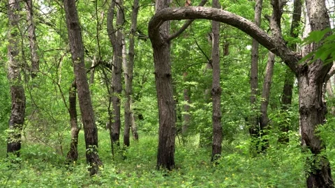 Mixed forest. Stock Footage 131439445