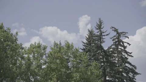 Mixed forest Stock-Footage 144211305