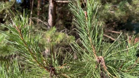 Mixed forest Stock Footage 251540857