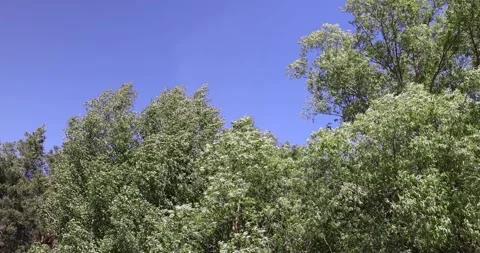 Mixed forest with green foliage on trees in clear weather, trees in the forest Stock Footage 277893774