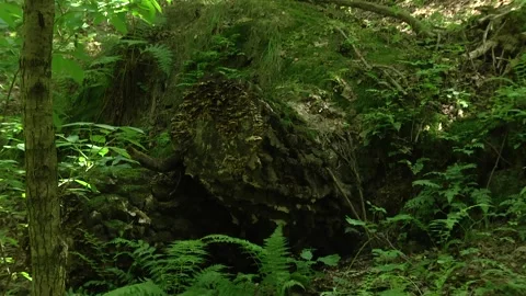 Mixed forest with growing birches and hazel bushes. Video stock 105070847