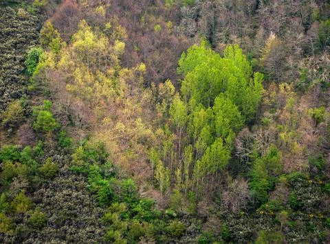 Mixed forest with a heart shape Foto stock