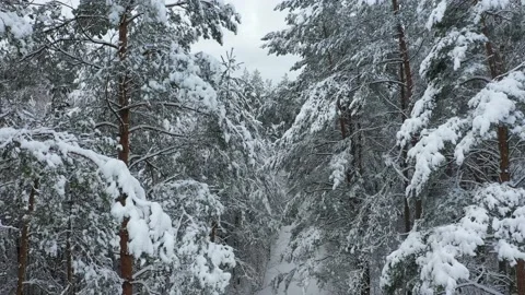 Mixed forest, heavily covered with snow, view from above. Stock Footage 147657641
