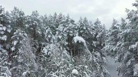 Mixed forest, heavily covered with snow, view from above. Stock Footage 147657809