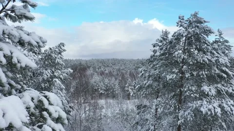 Mixed forest, heavily covered with snow, view from above. Stock Footage 147657909