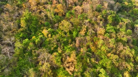 A mixed forest on high mountains during sunlight time, Aerial view. Stock Footage 260178174
