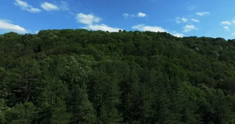 Mixed Forest Light Wind Movements With Deep Blue Sky Small Clouds Aerial Opening Stock Footage 289412358