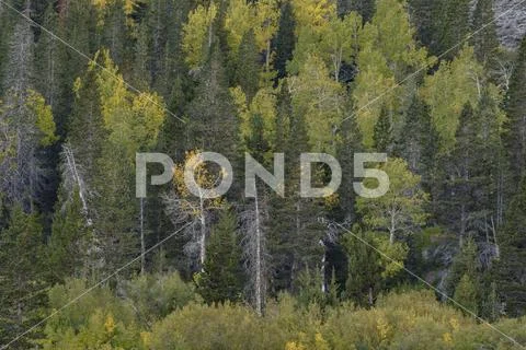 Mixed forest in Lundy Canyon, Hoover Wilderness, Sierra Nevada, California Stock Photos