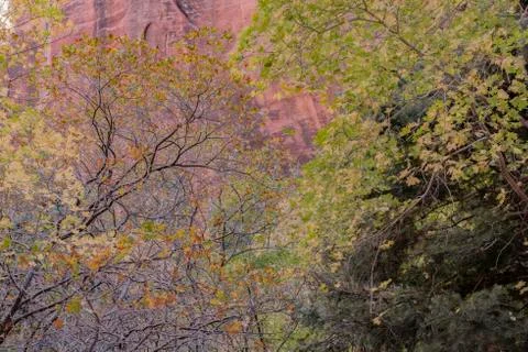 Mixed forest on the Middle Fork Taylor Creek Trail, Zion National Park, Utah Stock Photos