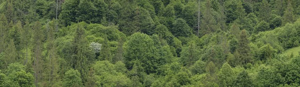 Mixed forest pattern. Mountain Forest in Ukraine in Summer Day. Stock Photos