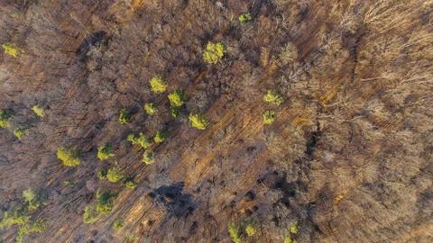 Mixed forest Foto stock