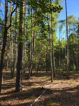 Mixed forest with pine and birch trees on sandy soil Stock Photos