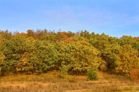 Mixed forest of pine, birch, oak against the blue sky. Autumn landscape. Stock Photos