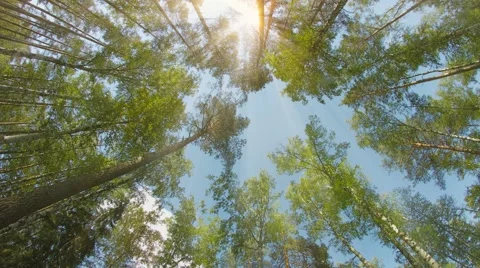 Mixed forest. pines and birches. the tops of the trees on a sunny day Video stock 43159124