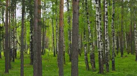Mixed forest. pines and birchs 스톡 동영상 41185924
