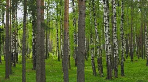 Mixed forest. pines and birchs Stock Footage 41846776