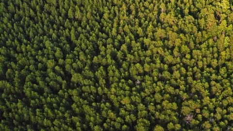 Mixed forest of Siberia in the summer. Video stock 114001266