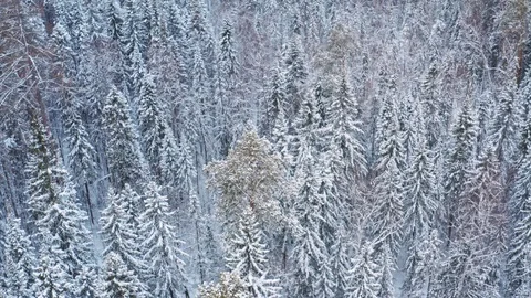 Mixed forest of Siberia in the winter. Video stock 123479377
