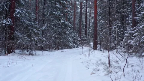 Mixed forest of Siberia in the winter. Video stock 126093241