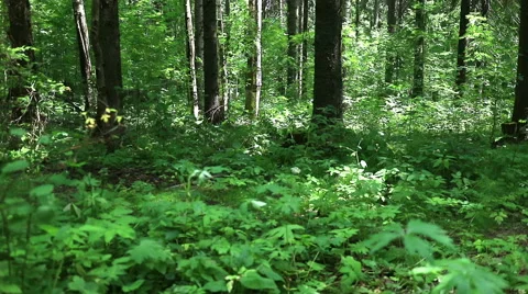 Mixed forest. Smooth panoramic view. Stock Footage 69017909