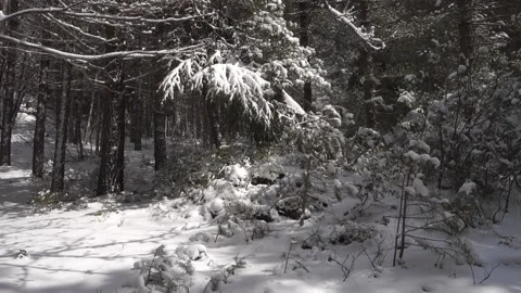 Mixed forest snow covered in Sicily winter walk of Etna Park (panning) Stock Footage 151231828