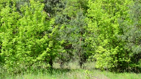 Mixed forest in spring with fresh vibrant green lush foliage Stock Footage 50333312